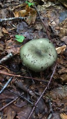 Heterophyllidia