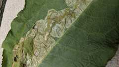 Phyllocnistis magnoliella