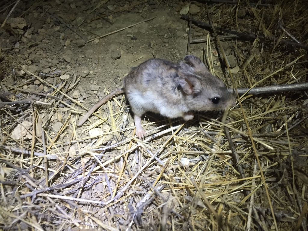 Southern Grasshopper Mouse