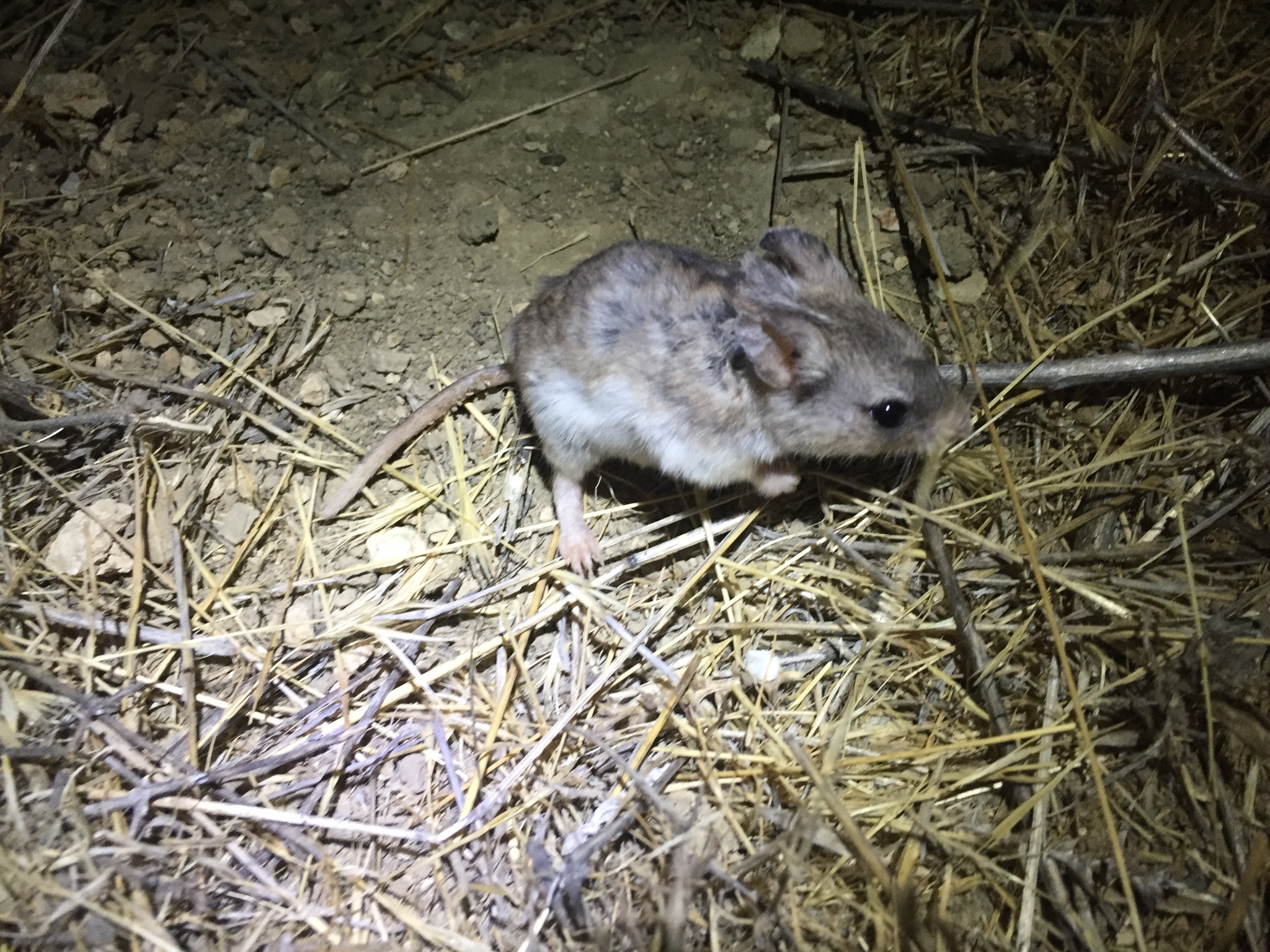 Ratón-saltamontes sureño (Onychomys torridus) · iNaturalist Panamá