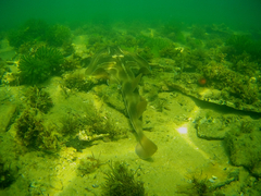 Trygonorrhina dumerilii