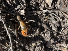 Decapoda