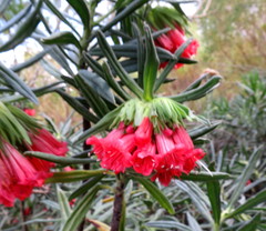 Lobostemon belliformis