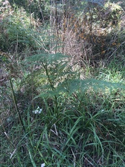 Pteridium esculentum