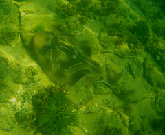 Trygonorrhina dumerilii