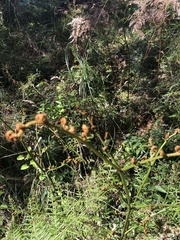 Pteridium esculentum