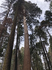 Sequoiadendron giganteum