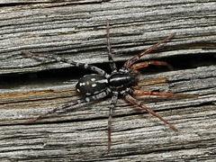 Nyssus coloripes
