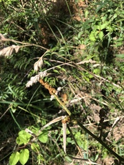 Pteridium esculentum