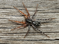 Nyssus coloripes