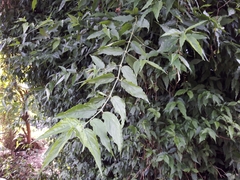 Clinacanthus nutans
