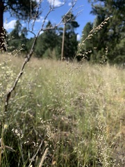 Blepharoneuron tricholepis