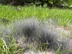 Phycomyces
