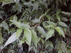 Clinacanthus nutans