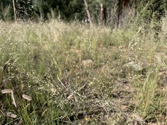 Blepharoneuron tricholepis