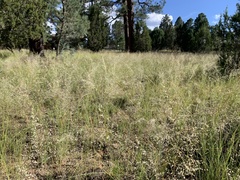 Blepharoneuron tricholepis