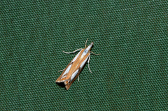 Catoptria