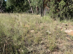 Blepharoneuron tricholepis