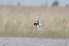 Chlidonias leucopterus