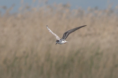 Chlidonias leucopterus