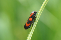 Cercopis vulnerata