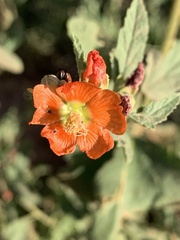 Sphaeralcea fendleri