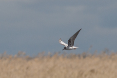 Chlidonias leucopterus