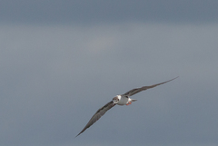 Chlidonias leucopterus