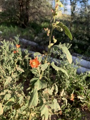 Sphaeralcea fendleri