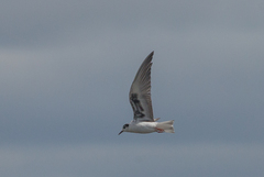 Chlidonias leucopterus