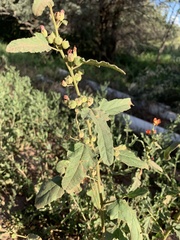 Sphaeralcea fendleri
