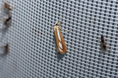 Catoptria