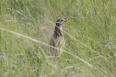 Coturnix coturnix
