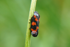 Cercopis vulnerata