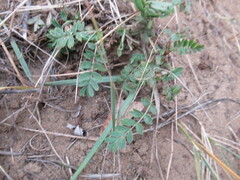 Sibbaldianthe bifurca