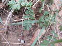 Sibbaldianthe bifurca