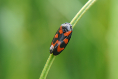 Cercopis vulnerata