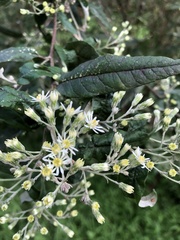 Olearia lirata