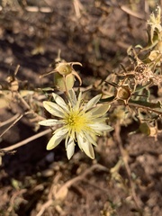 Mentzelia longiloba