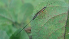 Rhyssella approximator