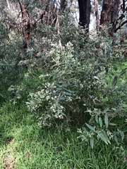 Olearia lirata