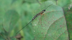 Rhyssella approximator