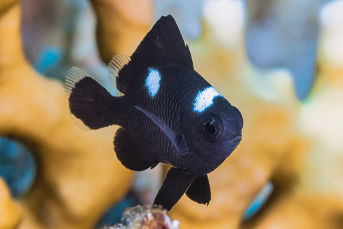 Three-spot Dascyllus — seen at this dive site