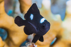 Dascyllus trimaculatus