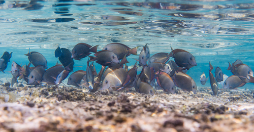 Dusky Surgeonfish — seen at this dive site