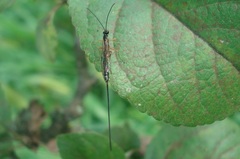 Rhyssella approximator