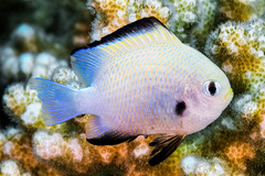 Dascyllus marginatus