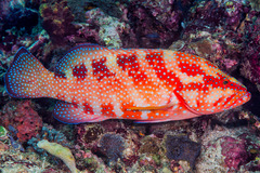 Cephalopholis miniata