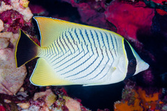 Chaetodon trifascialis