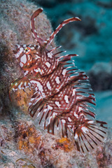 Novaculichthys taeniourus
